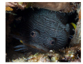   Splendid Toadfish showing its teeth  